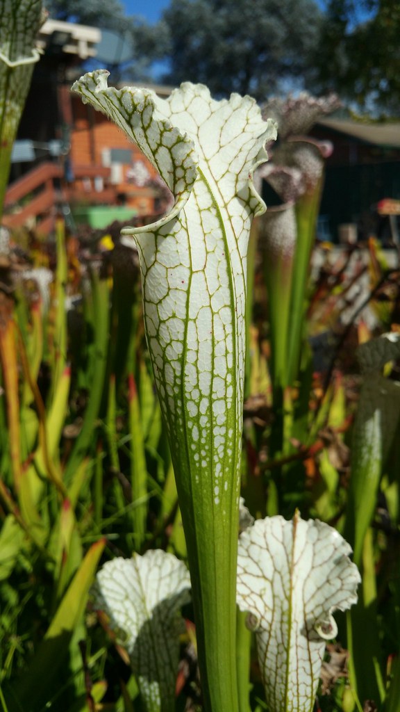 Sarracenia leucophylla autumn pitcher