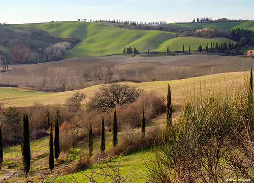 cretesenesi nature landscape hills cypress accona desert panorama tuscany italy grass trees moccia february sigma farm cultivation agriculture