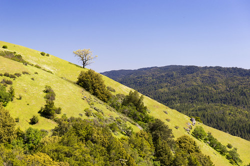 usa california montebello preserve tree