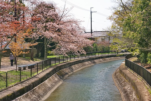 【写真】2013 桜 : 山科疎水/2020-09-19/IMGP9948