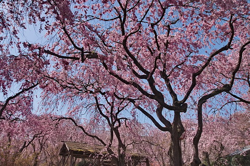 【写真】2013 桜 : 原谷苑（２）/2021-02-05/IMGP9992