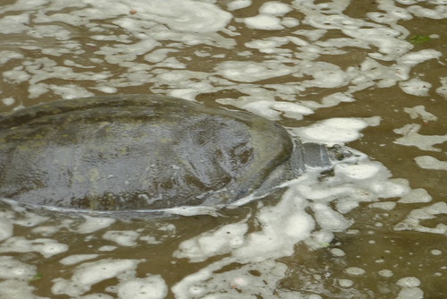 Chitra indica, a soft shelled turtle
