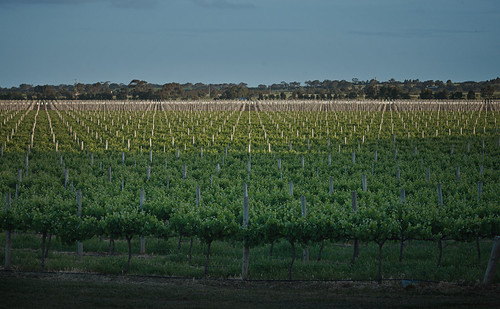 vineyard southaustralia adelaidehills langhornecreek laszlobilki