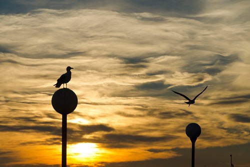 sunset france birds languedocroussillon lagrandemotte