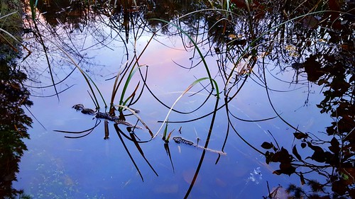 sunset kitsappeninsula galaxys6 lake wetland reflection grass minimalism