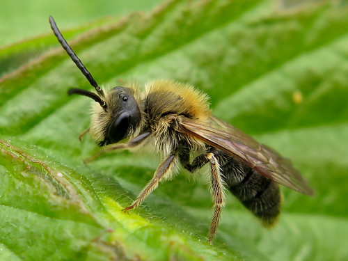 Male Early Mining Bee - Andrena haemorrhoa