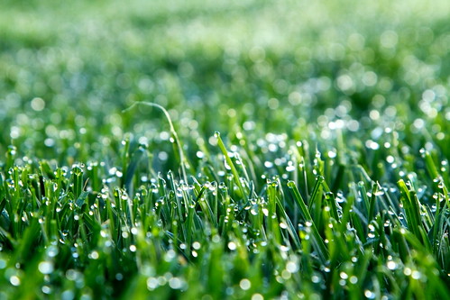 morning green wet grass canon garden eos austria is österreich d lawn 7 l gras usm grün morgen garten rasen nass bruckmühl rottenmann „canon 7d“ „24105mm“ „f4“