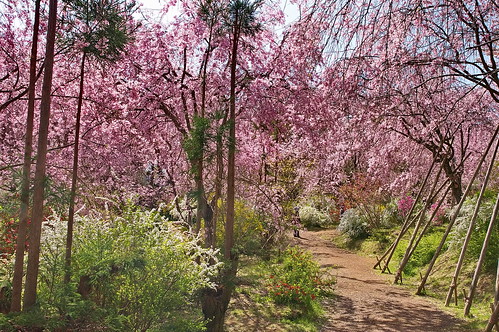 【写真】2013 桜 : 原谷苑（２）/2021-02-05/IMGP9984