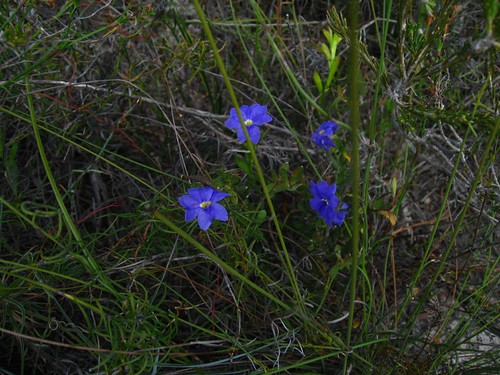flowers bush flora australia