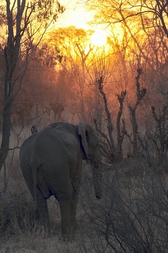 africa elephant hwangenationalpark ivorylodge loxodonta zimbabwe baby babyelephant calf feeding jeremysmithphotographycouk jeremysmithphotographycom safari jeremysmith jeremysmithuk jeremysmithzimbabwe jeremysmith007 jez smith jnsmithphotos jeremysmithphotography