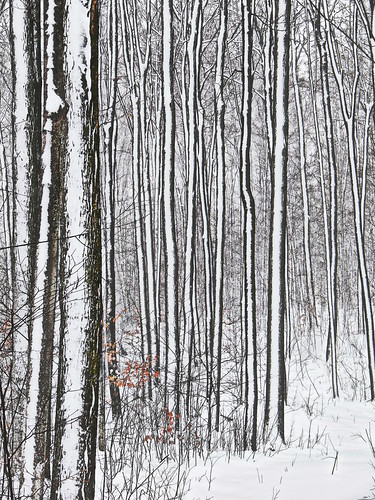 winter snow ontario canada abstract landscape gimp fz30 sugarmaple silkypix retinex panasoniclumixfz30 waterlooregion