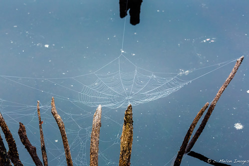 november autumn detail reflection fall water canon circle landscape web spiderweb wb pinebarrens 135mm 2013 5dmarkiii