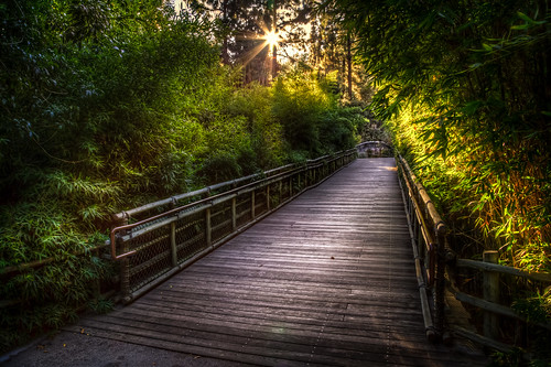 california bridge trees light sunset plants sun green nature beautiful canon landscape los twilight glow angeles path bridges illumination sunny hdr starburst 6d