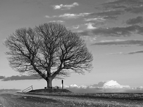 winter tree clouds oak february eiche