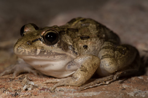 amphibian frog frogs kikker caperiverfrog amietiafuscigula kaapserivierpadda
