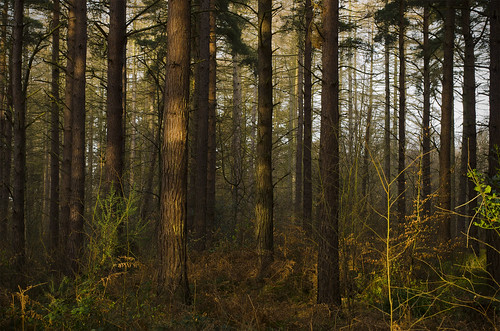 trees tree woodland woods light goldenhour d7000 morning sunrise sunlight northumberland