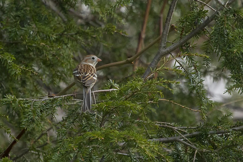 pennsylvania field sparrow spizella pusilla