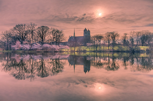 reflection calm water morning cherry spring sun lawn cathedral