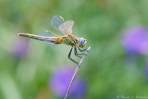 insectos macro dragonflies insects libélulas odonatos sympetrumfonscolombeih