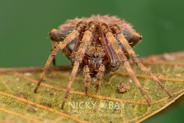 Orb Web Spider (Araneidae) - DSC_7370
