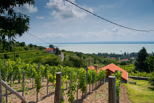 panorama hungary grapes balaton grapevines badacsony badacsonytomaj