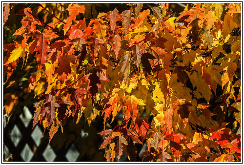 autumn trees colour nature maple canadian acer aceraceae