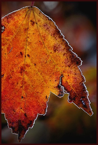 morning red fall sunrise frost indiana mapleleaf