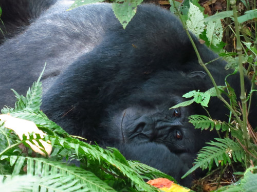 uganda bwindinationalpark mountaingorilla