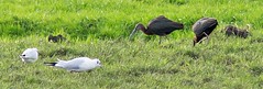 zwarte ibissen 1