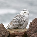 Snowy Owl (immature)