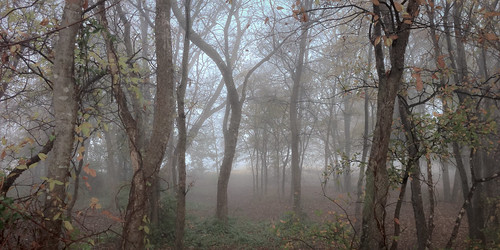 morning trees fall weather fog landscape december texas allen unitedstates forestgrove celebrationpark 2013 iphone5 exif:iso_speed=64 geo:state=texas exif:make=apple iphoneography camera:make=apple geo:countrys=unitedstates ©ianaberle exif:aperture=ƒ24 exif:focal_length=413mm exif:model=iphone5 geo:city=allen camera:model=iphone5 geo:lat=33108166666667 geo:lon=96624