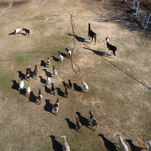texas goats kap llamas kiteaerialphotography granbury granburytx flamerokkaku