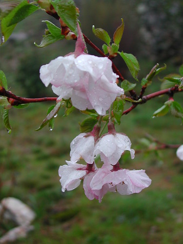 Prunus x 'Accolade'