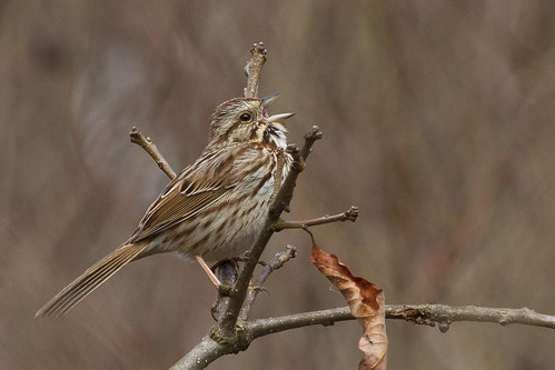 pennsylvania song sparrow melospiza melodia
