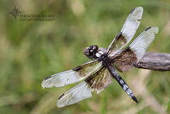”toothed”, referring to mouth-parts. Dragonflies and damselflies; two pairs of wings, abdomen usually longand thin, very large compound eyes at side of head, chewing mouth-parts, extensible modified labium – ‘mask’- bearsjaws derived fro...