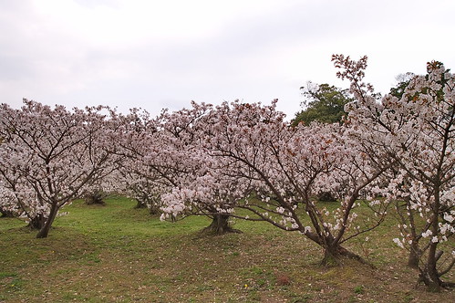 【写真】2013 桜 : 仁和寺/2020-10-17/IMGP0028