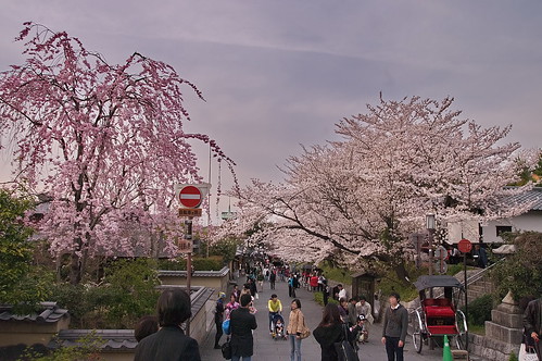 【写真】2013 桜 : 高台寺（２）/2020-11-07/IMGP9298