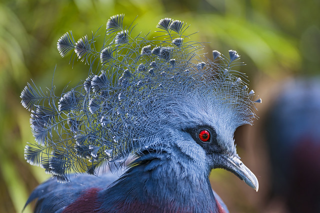 Pretty Victoria crowned pigeon from Flickr via Wylio