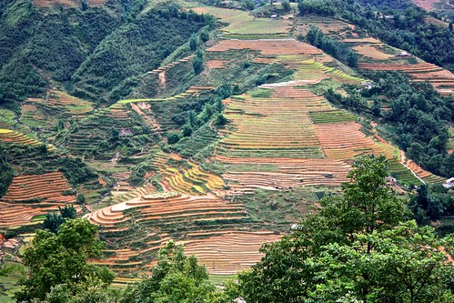 massive rice terraces
