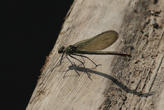 Female Demoiselle Fly