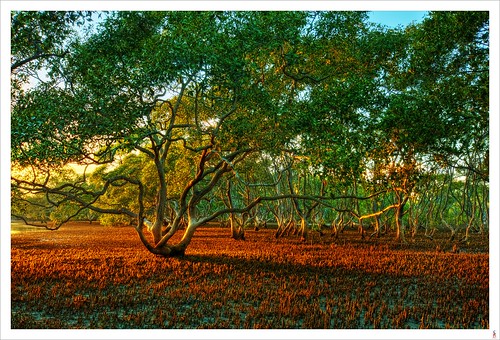 sunrise dawn nikon shoreline mangrove swamp d90 mangroveswamp mangroveforest nudgee nudgeebeach stephenbird