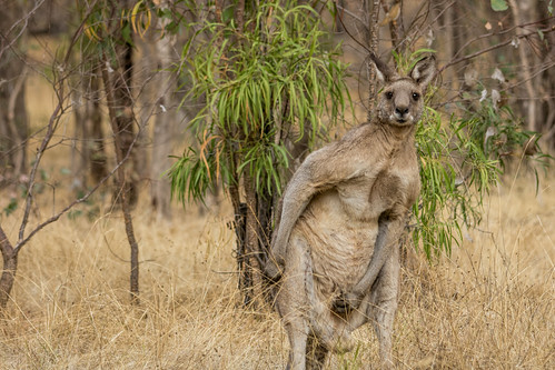 Kangaroo scratching 2014-03-16 (_MG_3760)