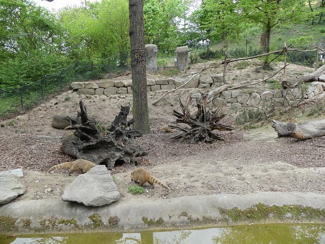 Nasenbärgehege, Zoo Karlsruhe