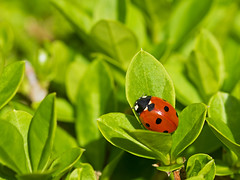   Ladybirds: small domed beetles, head sunk into pronotum, legs short and retractable. Usually brightly coloured,
mostly carnivorous  