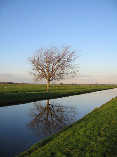 bomen weide wegenwaterbouwkwerken water travel land planten waterwegwerfenhaven sloot polder wandelen alphenaandenrijn zuidholland nederland