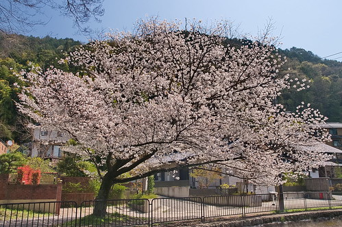 【写真】2013 桜 : 山科疎水/2020-09-19/IMGP9918