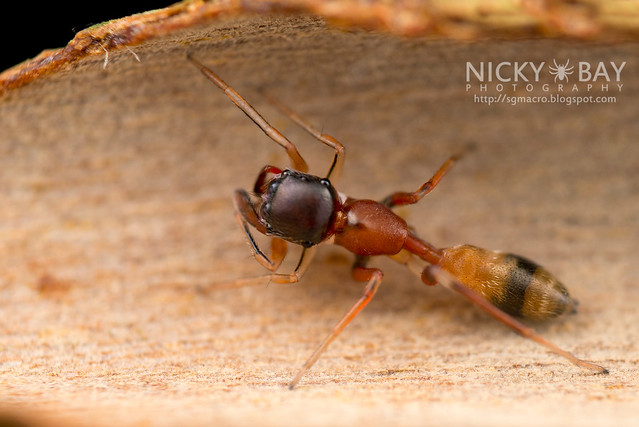 Ant-Mimic Jumping Spider (Myrmarachne sp.) - DSC_1821