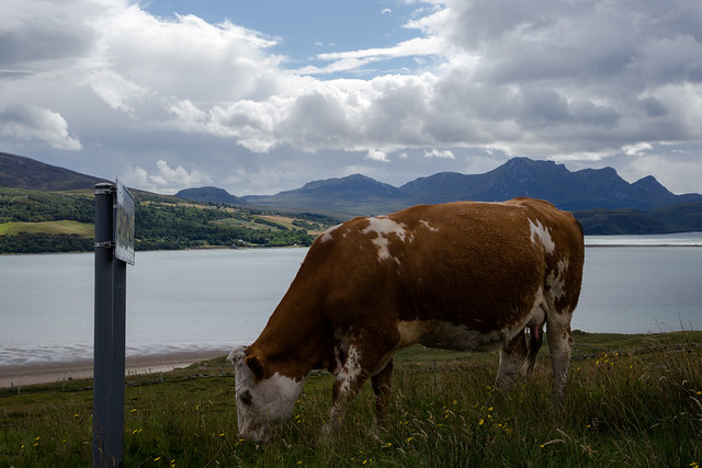 A Literate Cow - Northern Scotland