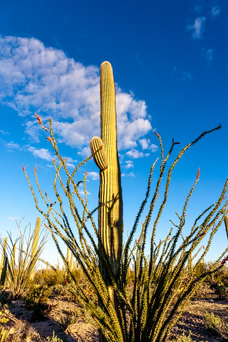 park arizona cactus desert tucson hiking national saguaro