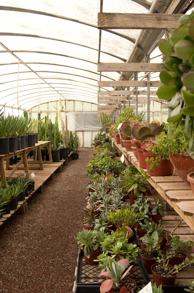 succulent greenhouse